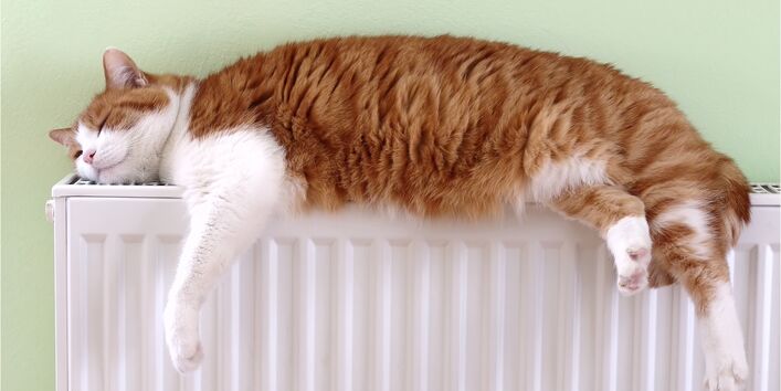 eine Katze döst auf einem Heizkörper