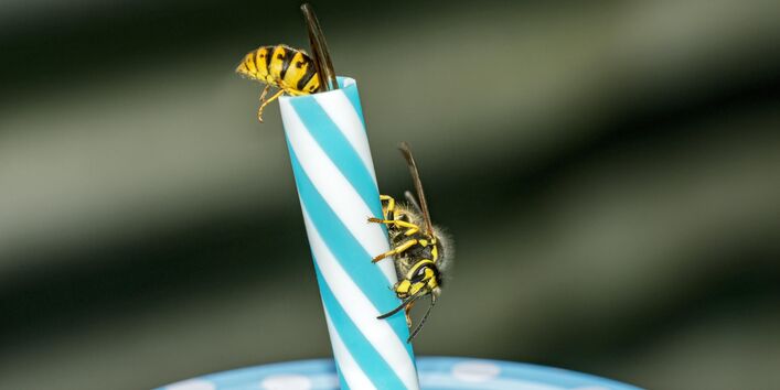 Wespen an einem Strohhalm