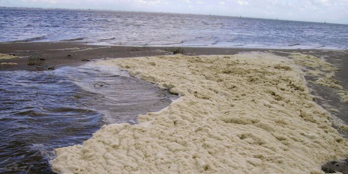 Die Abbildung zeigt den von der Schaumalge Phaeocystis globosa gebildeten Schaum am Strand der Nordseeinsel Spiekeroog.