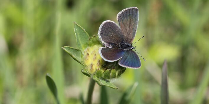 blauer Schmetterling auf einer gelben Blüte einer Wiese
