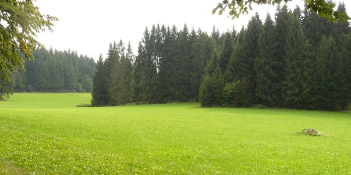 Foto der Märchenwiese