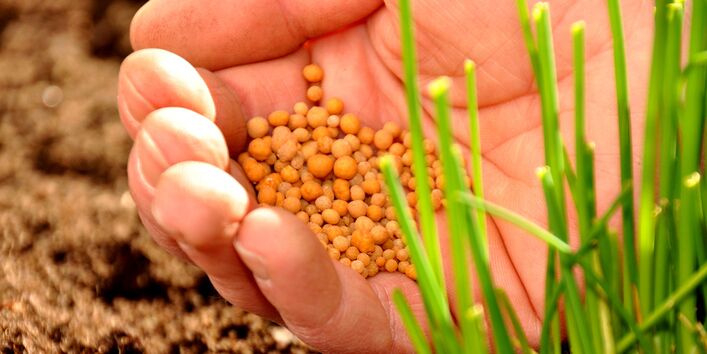 Hand schüttet Mineraldünger an die Pflanze
