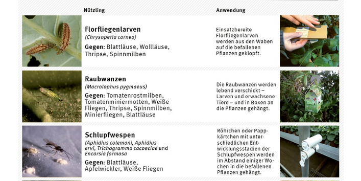 Infografik dazu, wie man Nützlinge gezielt gegen Schaderreger einsetzen kann