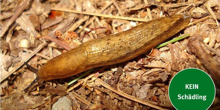 Eine Gelbstreifige Wegschnecke (Arion fasciatus)