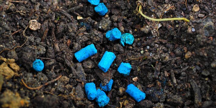 blaues Schneckengift auf dem Boden