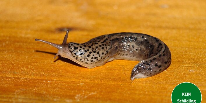 Schnecke Tigerschnegel