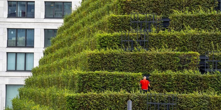 Fassadenbegrünung aus über 30.000 Hainbuchen