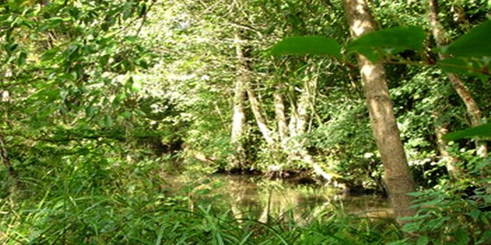 Foto des Niedermoores Schlangenpfuhl