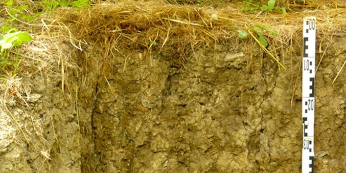 Foto einer Pararendzina am Standort Hallburg