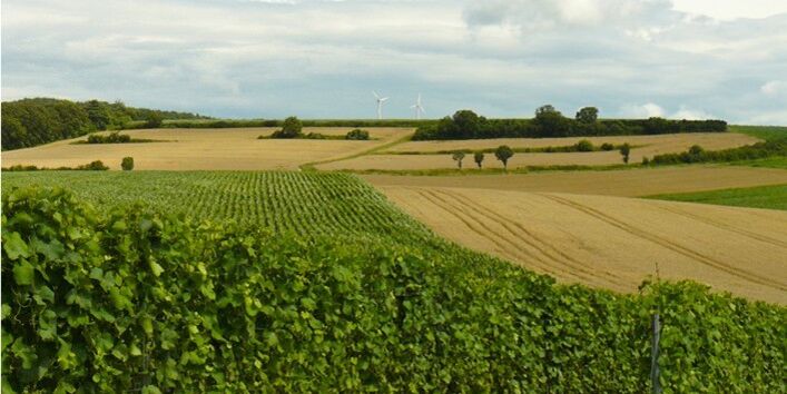 Foto der Landschaft in Klein-Umstadt mit Wein- und Ackerbau