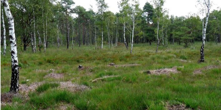 Foto der Landschaft Möhrer Moor