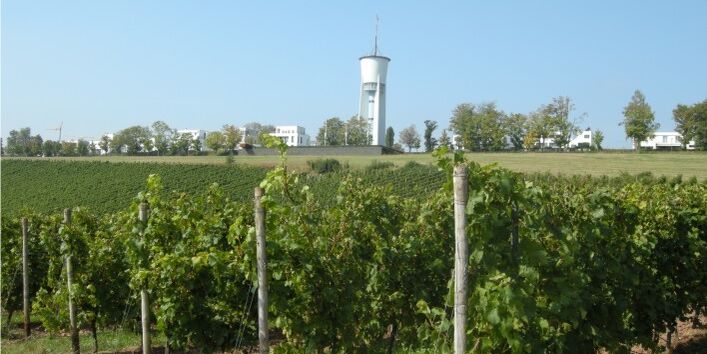 Foto von Weinbau am Petrisberg
