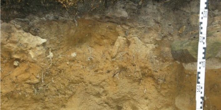 Foto eines Pseudogley-Podsols