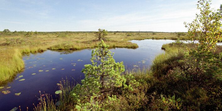 Bild des waldfreien Bereichs des Zehlau-Moores