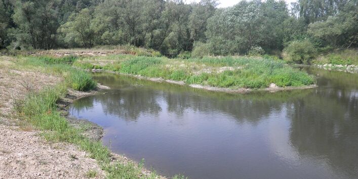 Foto: Eine Gewässerfläche mit Krautvegetation (Seitenarm) im Vordergrund und Bäumen im Hintergrund (Uferbewuchs der Fulda)