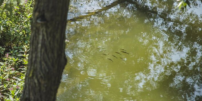 Foto: Ein Fischschwarm an der Wasseroberfläche nahe eines Fischunterstandes, der Schutz vor Räubern bietet.