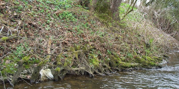 Foto: Wurzeln an einem steilen und tiefen Ufer reichen ins Gewässer hinein.