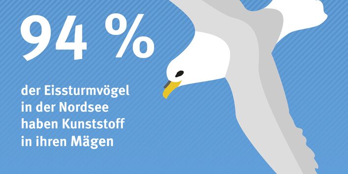 94% der Eissturmvögel in der Nordsee haben Kunststoff in ihren Mägen
