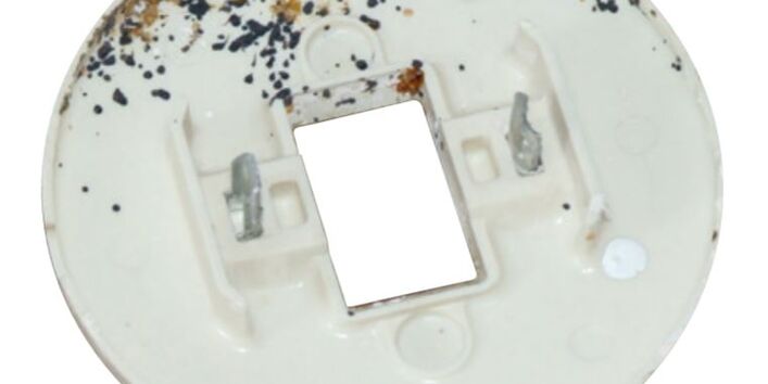 Häutungshüllen und Kotspuren von Bettwanzen an einem Lichtschalter