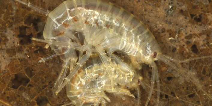 Mikroskopbild eines Bachflohkrebses