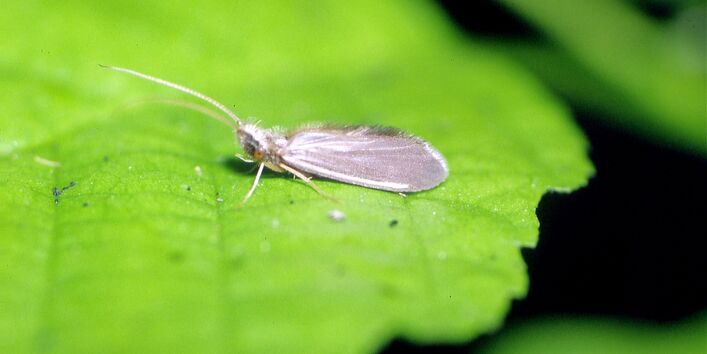 Ein Foto der  Köcherfliege (Männchen)