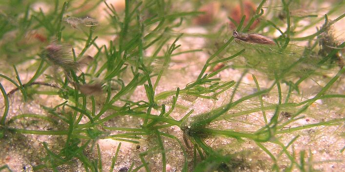 Eine Unterwasseraufnahme der Biegsamen Glanzleuchteralge