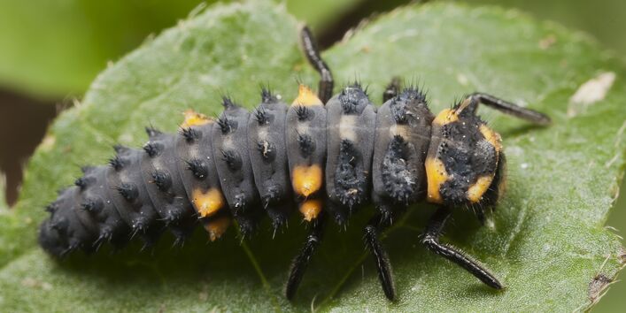 Marienkäferlarve auf Blatt