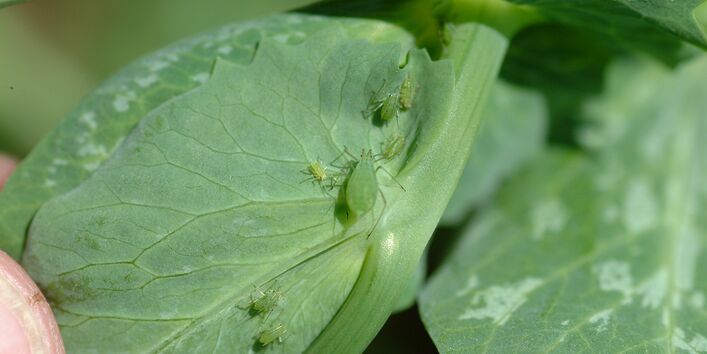 Erbsenblatt mit einigen Grünen Erbsenläusen