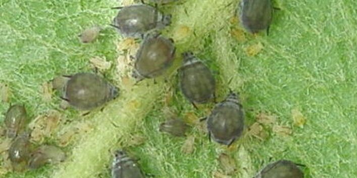 Schwarze Mehlige Apfelblattläuse (Dysaphis plantaginea) an der Unterseite eines Apfelblatts. 9 Stammmütter mit jungen Blattläusen.