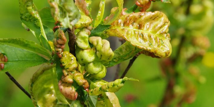 Blasig aufgetrieben Pfirsichblätter