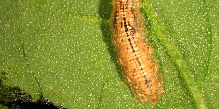 Schwebfliegenlarve auf Blatt.