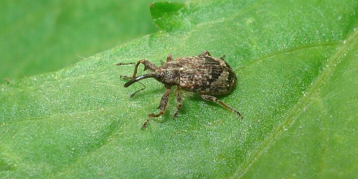 Ein Apfelblütenstecher auf einem Blatt