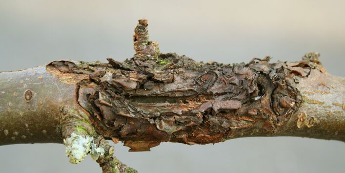 Obstbaumkrebsbefall an einem Apfelbaumzweig