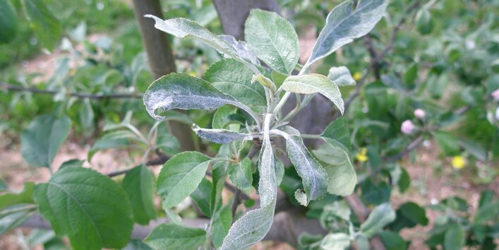 Apfelmehltau an Triebspitze