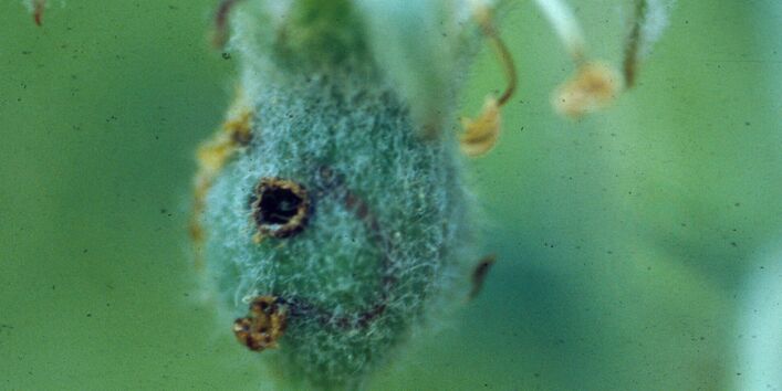 Apfelsägewespe-Fruchtbefall