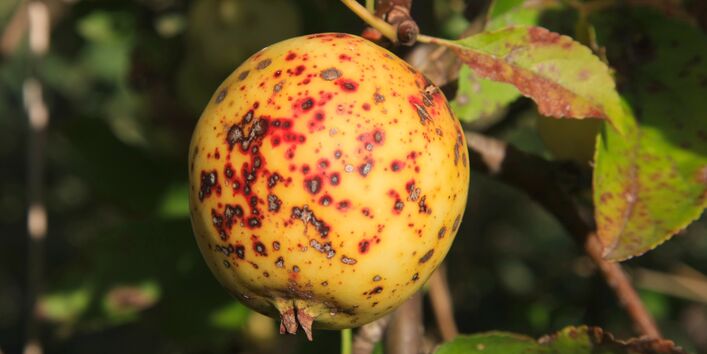 Gelber Apfel mit Flecken durch Apfelschorfbefall