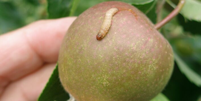 Apfelwicklerlarve auf einem Apfel