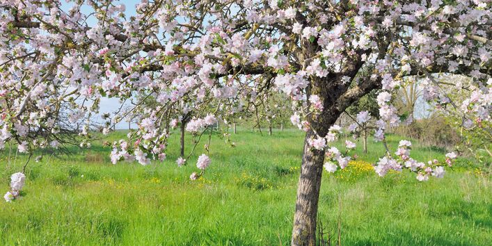 Blühender Apfelbaum auf einer Wiese