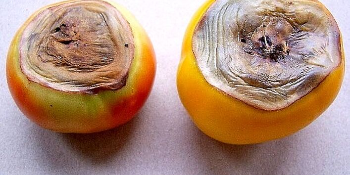 Zwei Tomaten mit Blütenendfäule