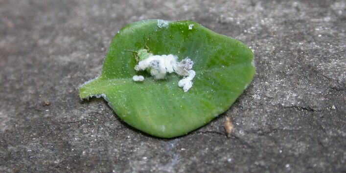 Wachsschicht auf Buchsblättern