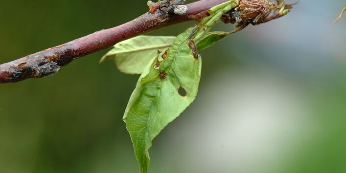 Durchlöchertes Kirschblatt
