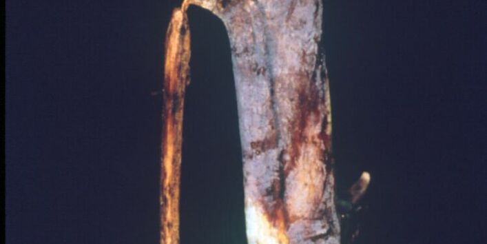 Blauviolette Rindenverfärbungen sind ein typisches Kennzeichnen der Himbeerrutenkrankheit.