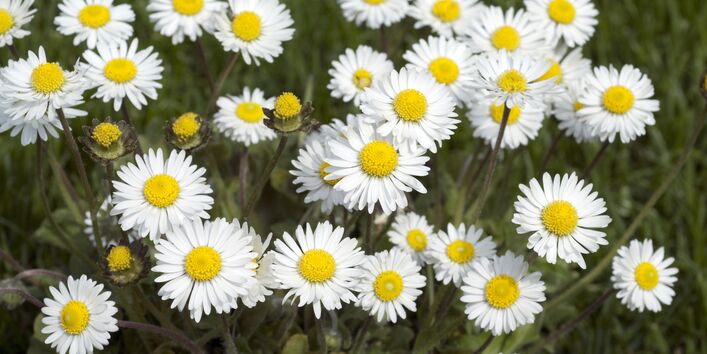 mehrere Gänseblümchen (Bellis perennis)