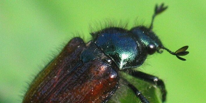 Erwachsener Gartenlaubkäfer