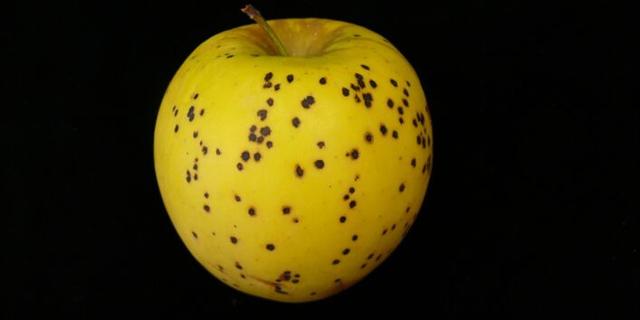 Mit Lagerschorf befallene gelbe Frucht