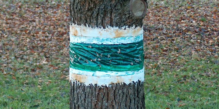 Leimring an einem Apfelbaum