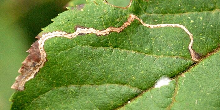 Obstbaumblatt mit gut sichtbaren Miniergängen