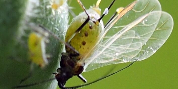 Eine geflügelte Blattlaus auf einer Rosenknospe