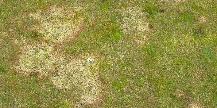 Schneeschimmel (Microdochium nivale)