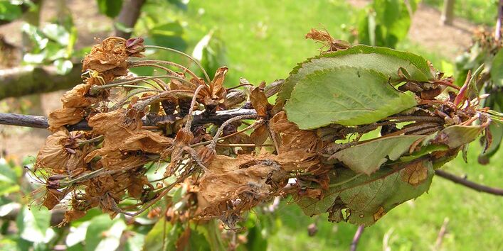 Spitzendürre (Monilia laxa ) an einem Sauerkirschbaum.